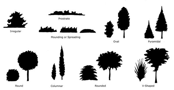 woody plant shapes illustration